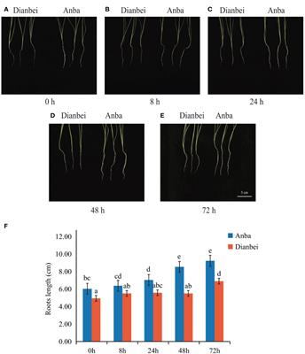 Comparative transcriptomic analysis of the gene expression and underlying molecular mechanism of submergence stress response in orchardgrass roots